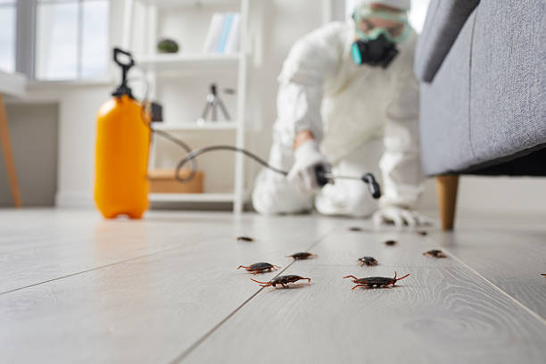 Affordable Termite Control solutions in Owosso, MI